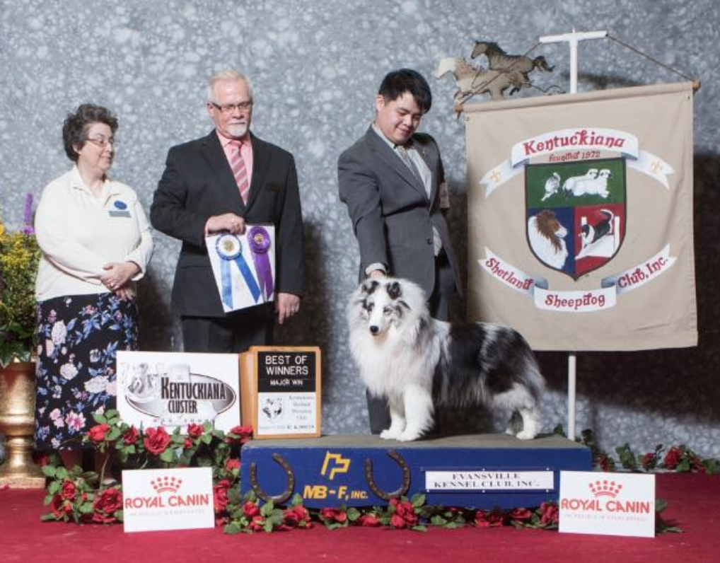 royal canin shetland sheepdog